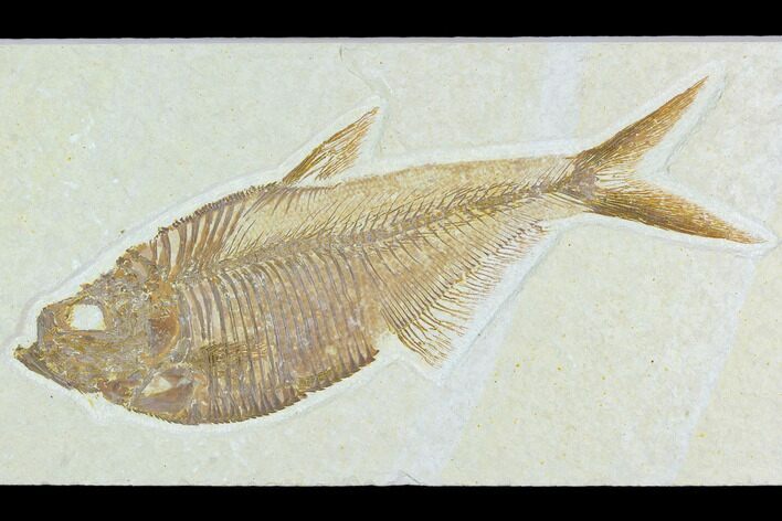 6.5" Fossil Fish (Diplomystus) - Green River Formation